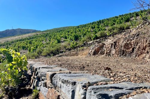 Mur creation et paysage du Cru